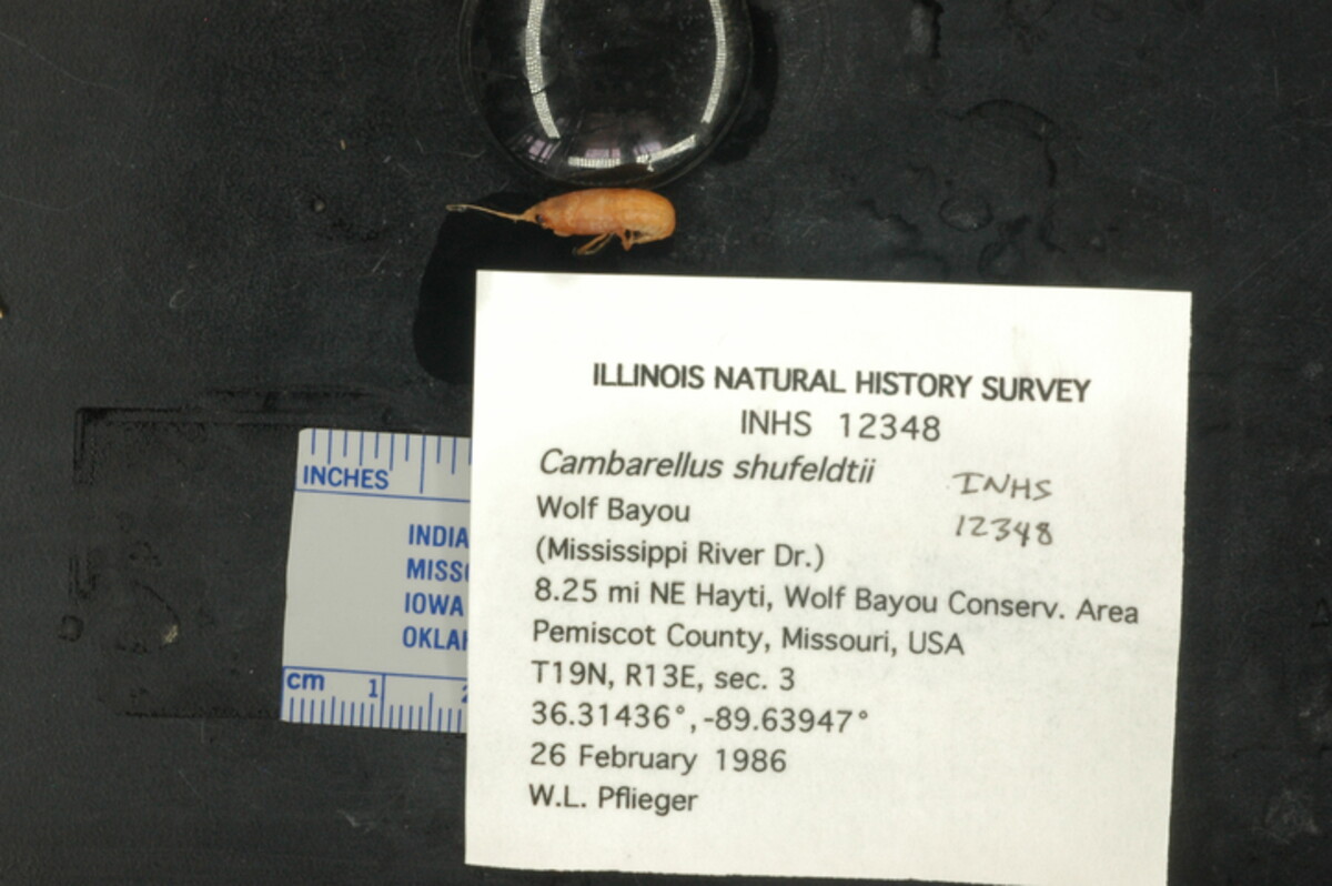 Cambarellus shufeldtii image